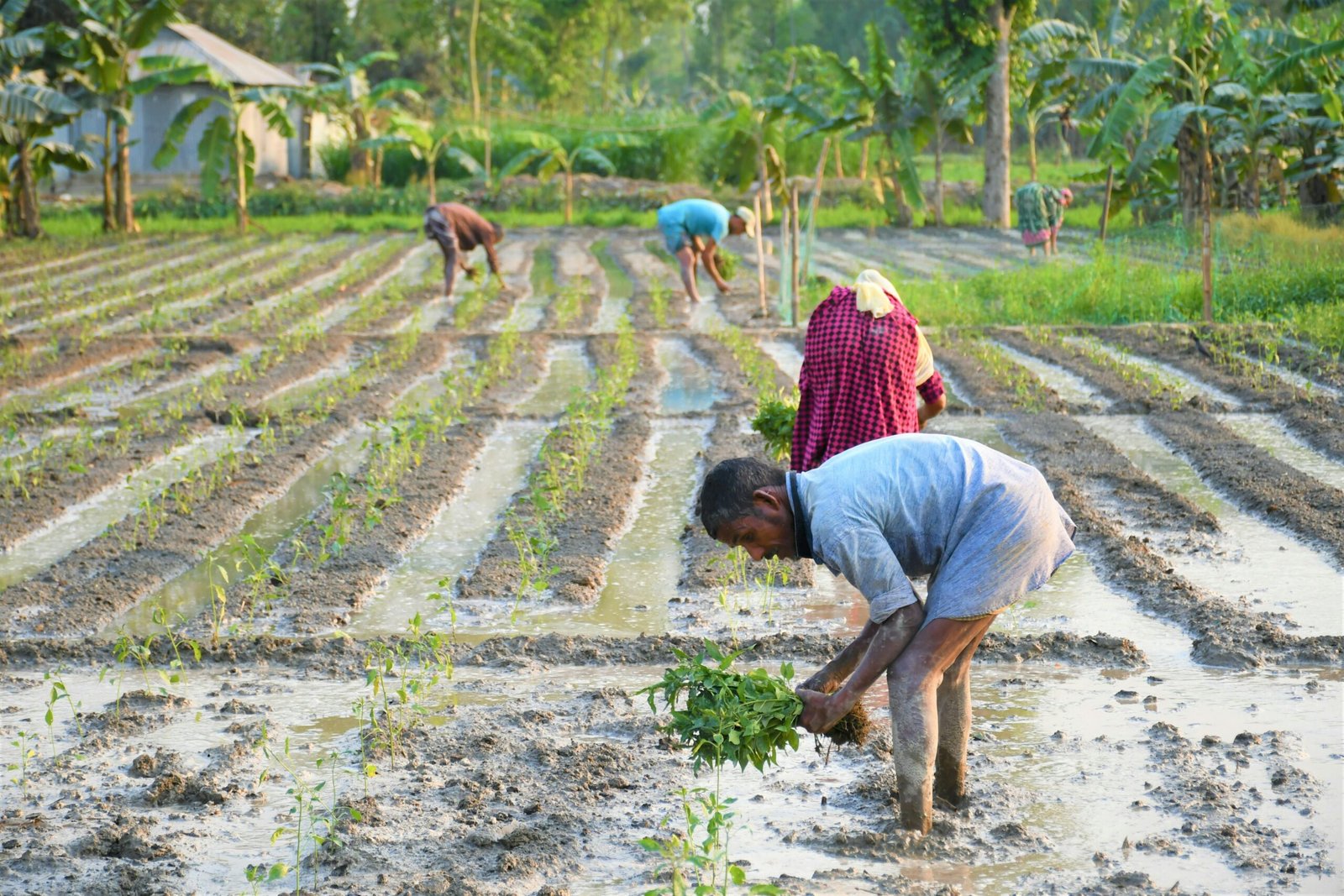 Benefits of Using Hybrid Seeds in Modern Farming